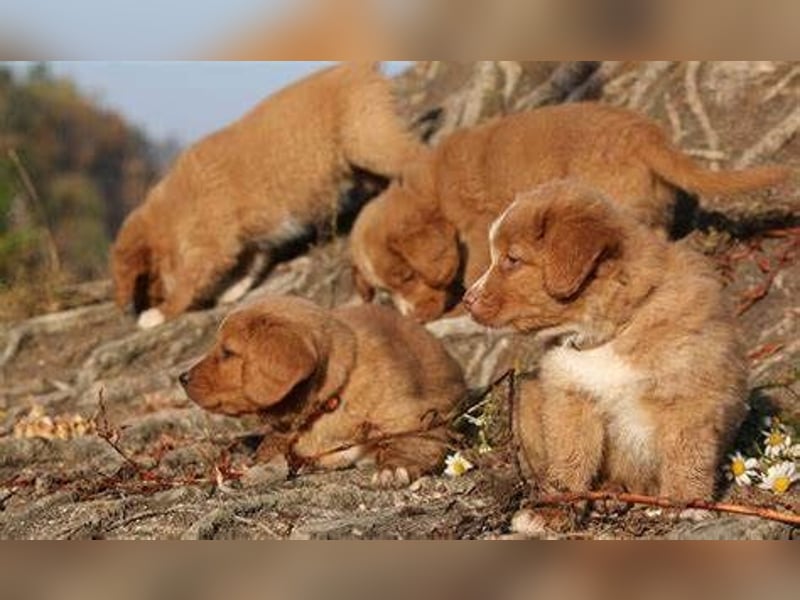 Nova Scotia Duck Tolling Retriever-Welpen – Einzigartige Schätze aus liebevoller Zucht