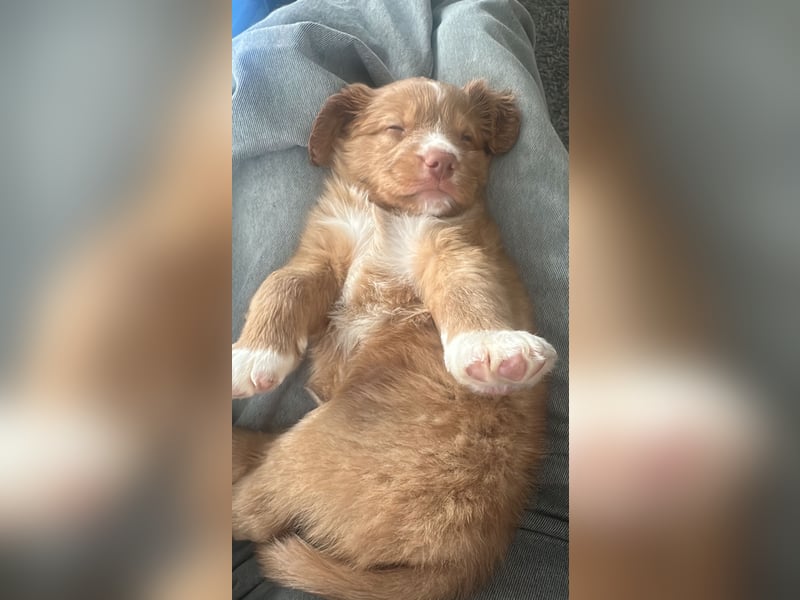 Nova Scotia Duck Tolling Retriever-Welpen – Einzigartige Schätze aus liebevoller Zucht