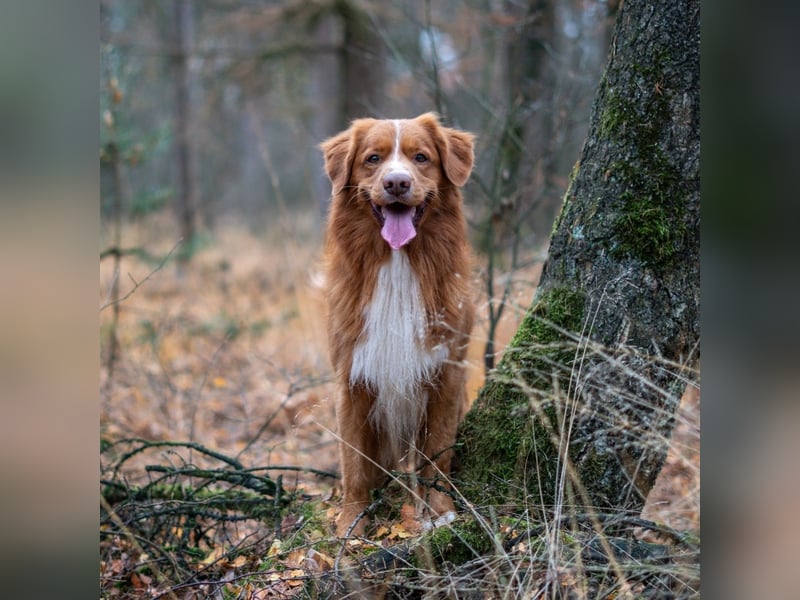 Nova Scotia Duck Tolling Retriever-Welpen – Einzigartige Schätze aus liebevoller Zucht