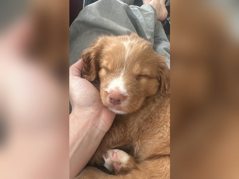 Nova Scotia Duck Tolling Retriever-Welpen – Einzigartige Schätze aus liebevoller Zucht