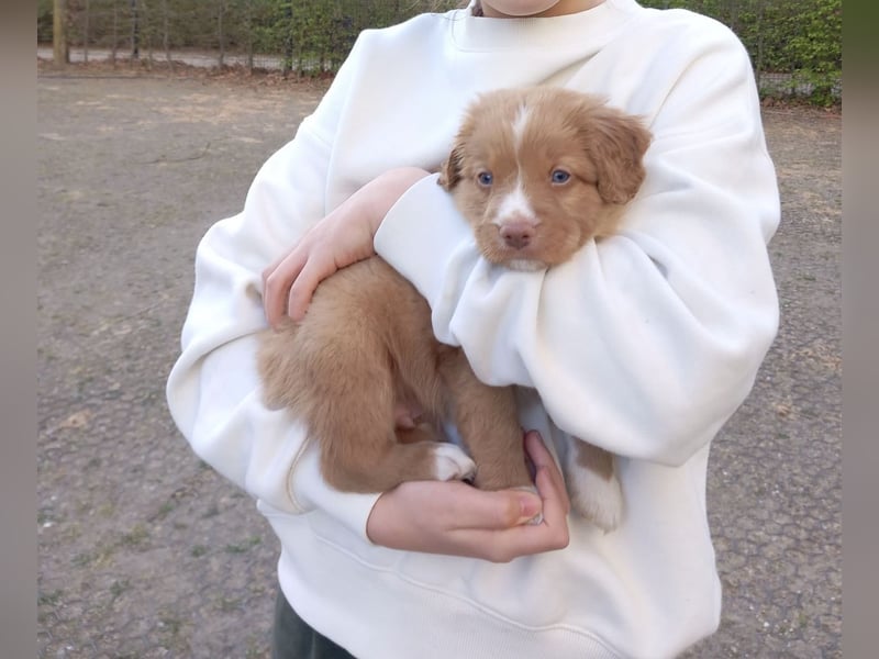 Nova Scotia Duck Tolling Retriever-Welpen – Einzigartige Schätze aus liebevoller Zucht
