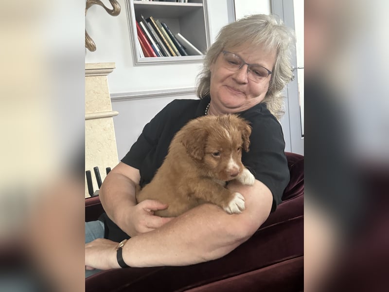 Nova Scotia Duck Tolling Retriever-Welpen – Einzigartige Schätze aus liebevoller Zucht
