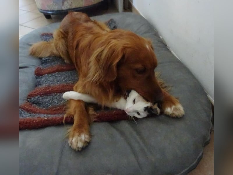 Nova Scotia Duck tolling Retriever