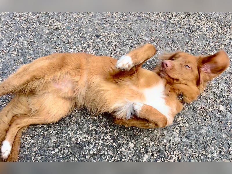 Nova Scotia Duck tolling Retriever
