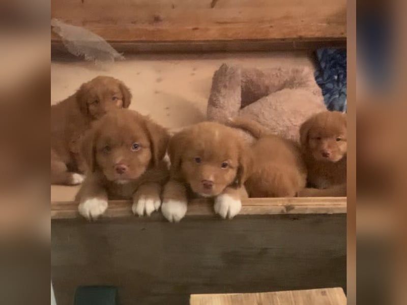 Nova Scotia Duck tolling Retriever