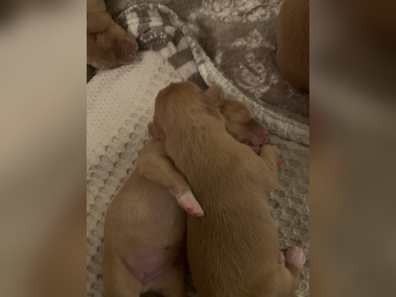 Nova Scotia Duck tolling Retriever