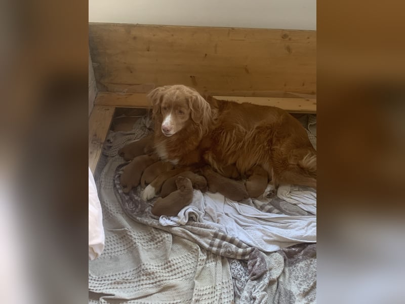 Nova Scotia Duck tolling Retriever