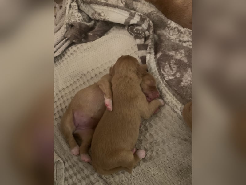 Nova Scotia Duck tolling Retriever