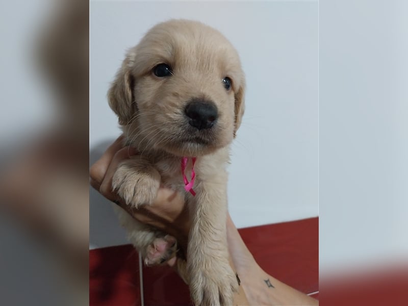 Nova Scotia Duck Tolling Retriever X Labrador Welpen