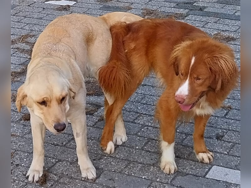 Nova Scotia Duck Tolling Retriever X Labrador Welpen