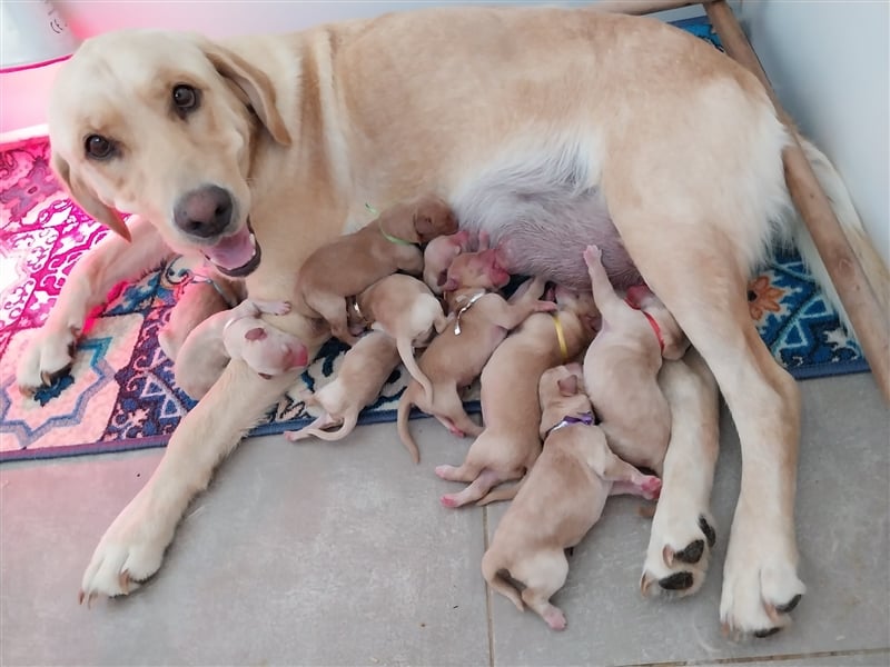 Nova Scotia Duck Tolling Retriever X Labrador Welpen