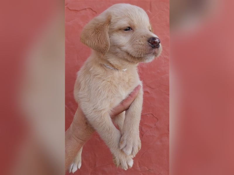 Nova Scotia Duck Tolling Retriever X Labrador Welpen