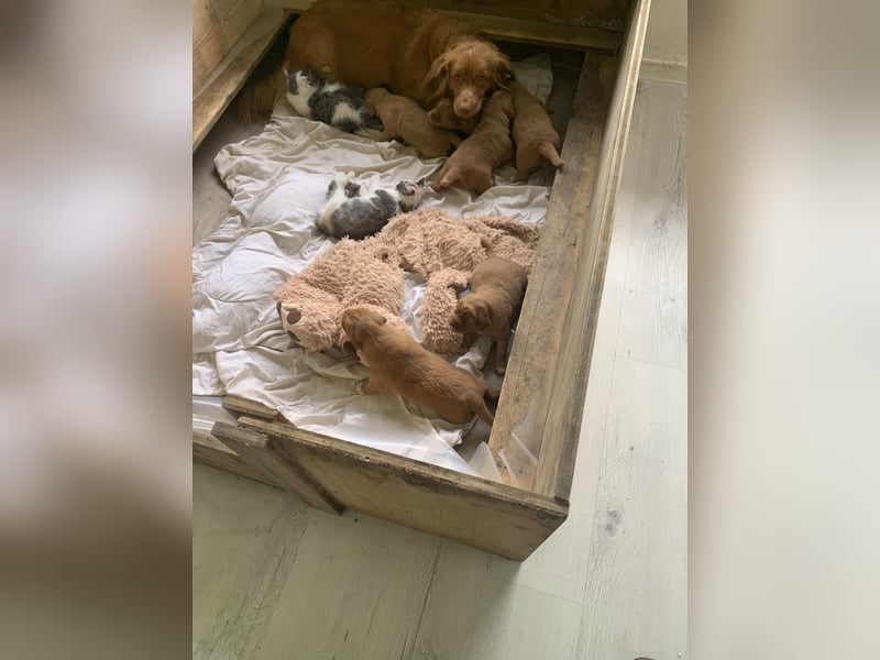 Nova Scotia Duck Tolling Retriever Welpe – Weibchen frei