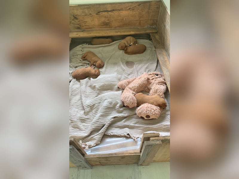 Nova Scotia Duck Tolling Retriever Welpe – Weibchen frei