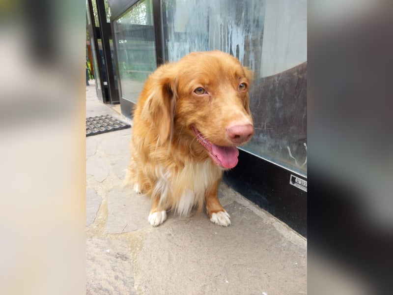 Nova Scotia Duck Tolling Retriever Welpe – Weibchen frei