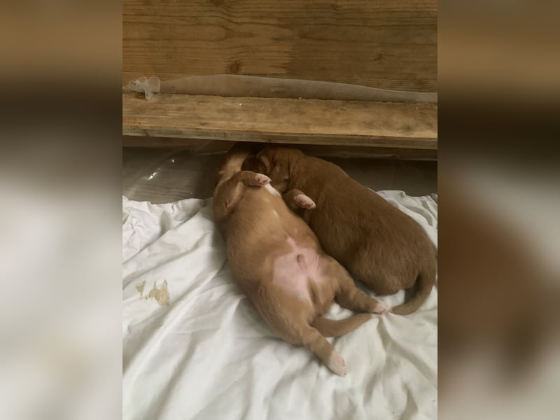Nova Scotia Duck Tolling Retriever Welpe – Weibchen frei