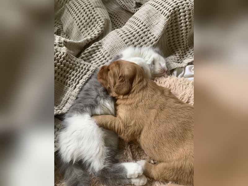 Nova Scotia Duck Tolling Retriever Welpe – Weibchen frei