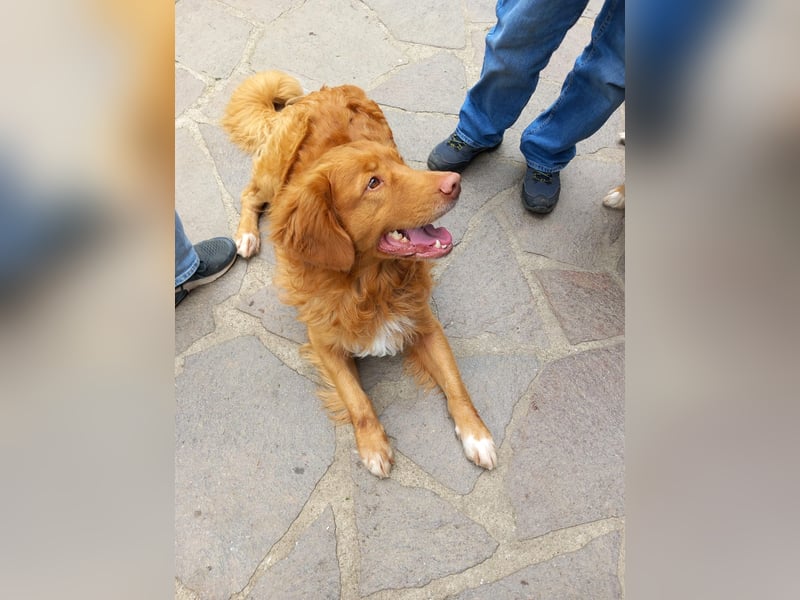 Nova Scotia Duck Tolling Retriever Welpe – Weibchen frei