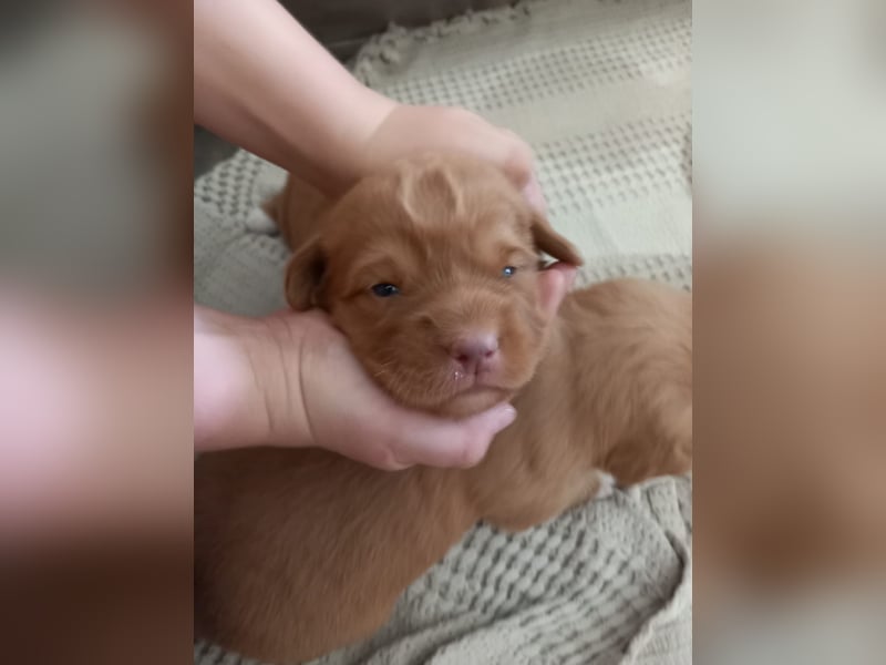 Nova Scotia Duck Tolling Retriever Welpe – Weibchen frei