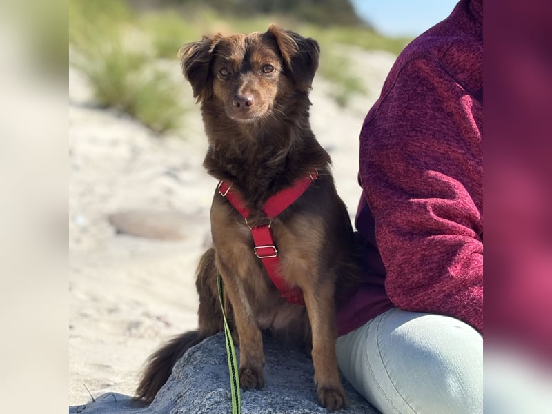 CSILLI SUCHT IHR TRAUMZUHAUSE