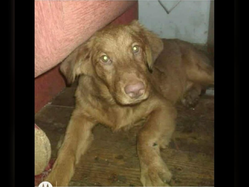 LÓTUSZ (VA) – junges Hundemädchen sucht liebevolle Zweibeiner, die sie durchs Leben begleiten.