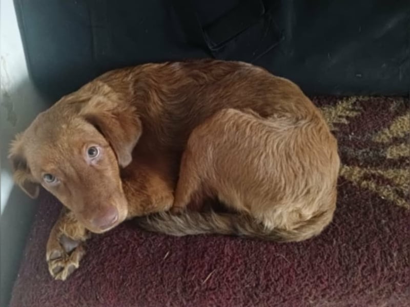 LÓTUSZ (VA) – junges Hundemädchen sucht liebevolle Zweibeiner, die sie durchs Leben begleiten.