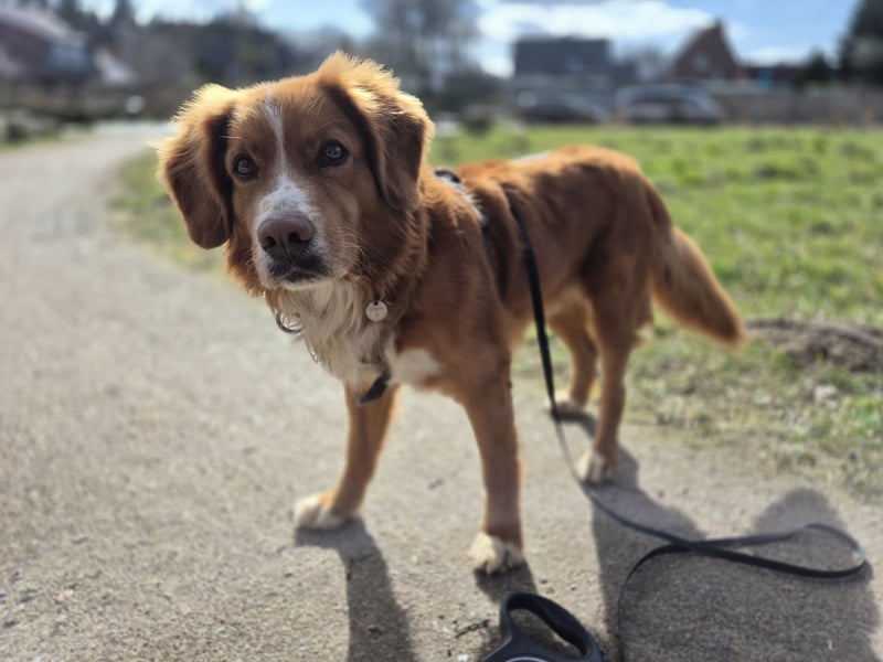 Deckrüde Nova Scotia Duck Tolling Retriever
