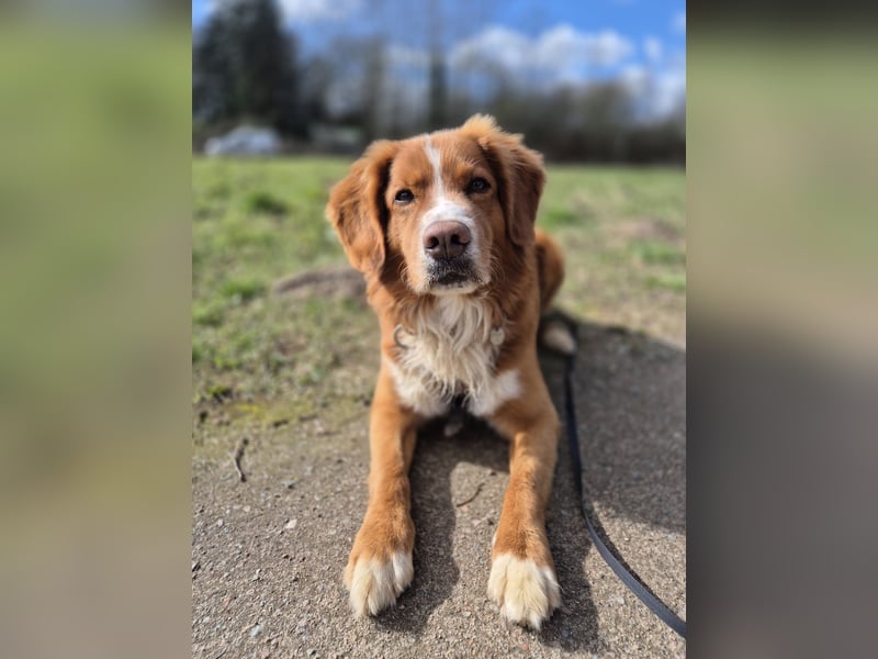 Deckrüde Nova Scotia Duck Tolling Retriever