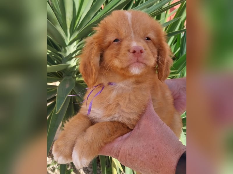 Sehr schone Nova Scotia Duck Tolling Retriever Welpen ab zu geben