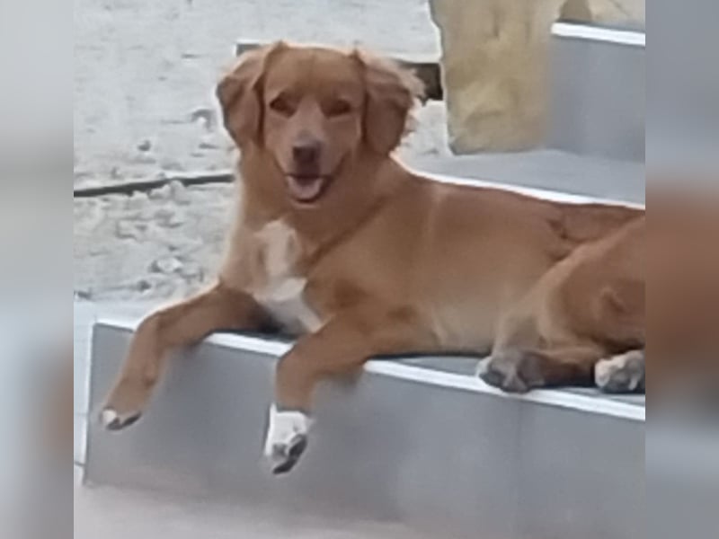 Sehr schone Nova Scotia Duck Tolling Retriever Welpen ab zu geben