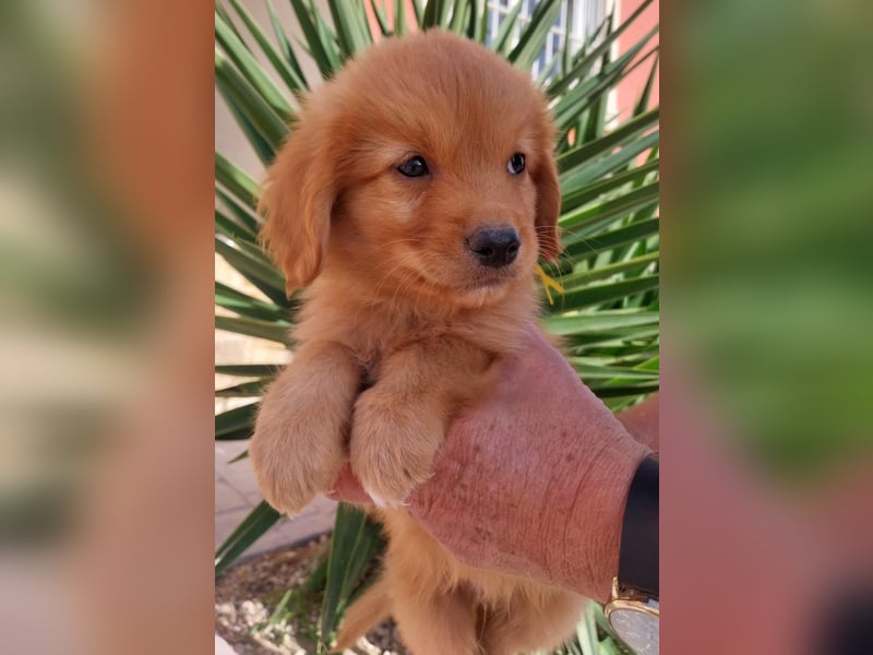 Sehr schone Nova Scotia Duck Tolling Retriever Welpen ab zu geben