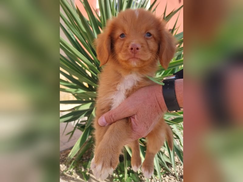 Sehr schone Nova Scotia Duck Tolling Retriever Welpen ab zu geben