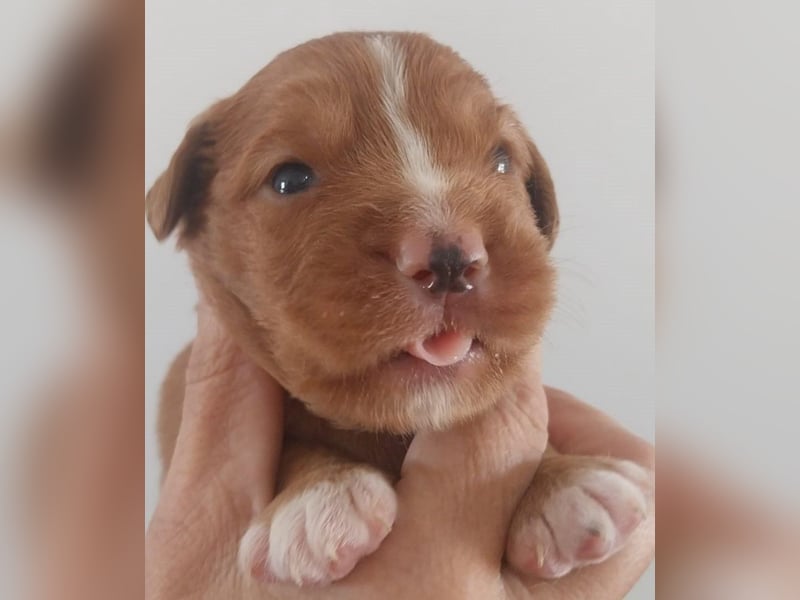 Sehr schone Nova Scotia Duck Tolling Retriever Welpen ab zu geben