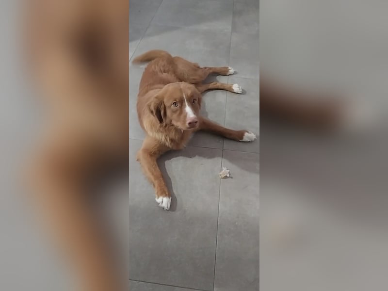 Sehr schone Nova Scotia Duck Tolling Retriever Welpen ab zu geben