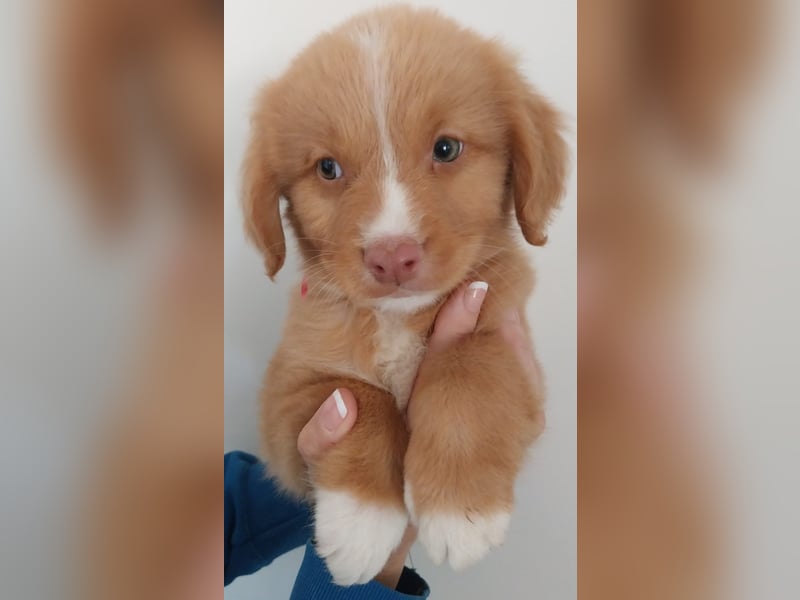 Sehr schone Nova Scotia Duck Tolling Retriever Welpen ab zu geben