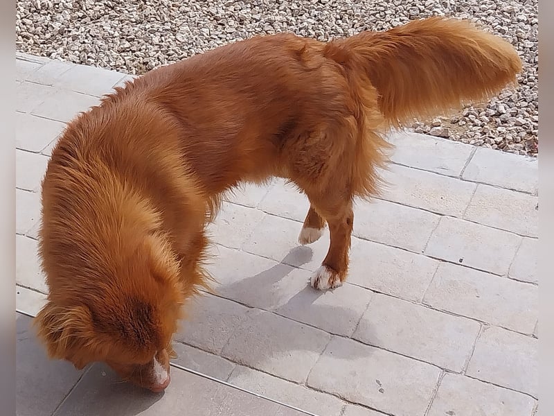 Sehr schone Nova Scotia Duck Tolling Retriever  Rude
