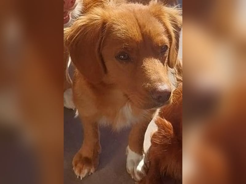 Letzter Tollerrude ( NSDTR)