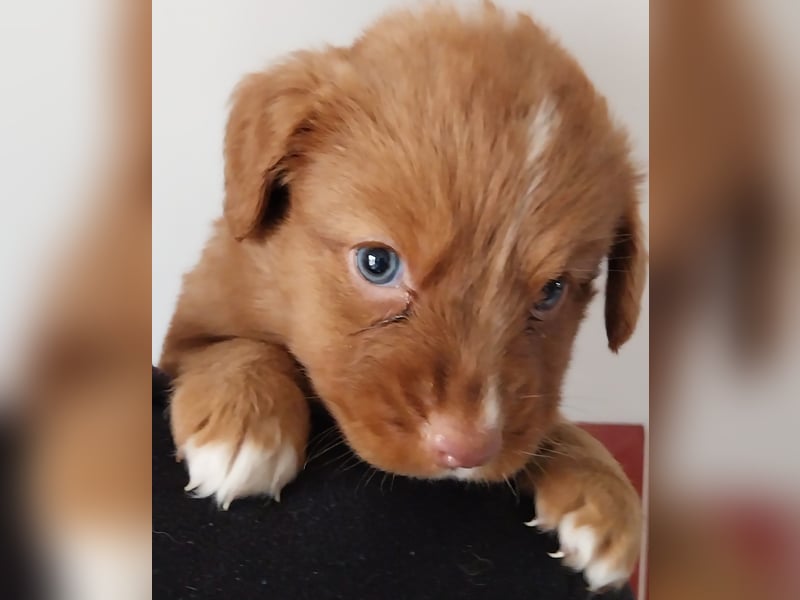 Welpen Nova Scotia Duck Tolling Retriever