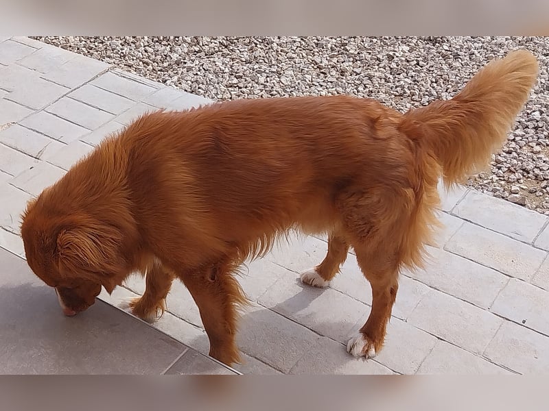 Sehr schone Nova Scotia Duck Tolling Retriever  Rude