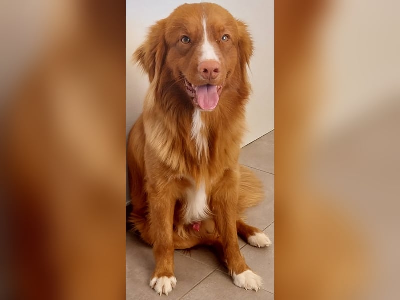 Sehr schone Nova Scotia Duck Tolling Retriever  Rude