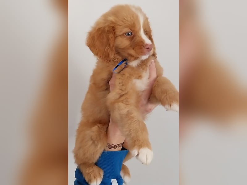 Sehr schone Nova Scotia Duck Tolling Retriever Welpen ab zu geben