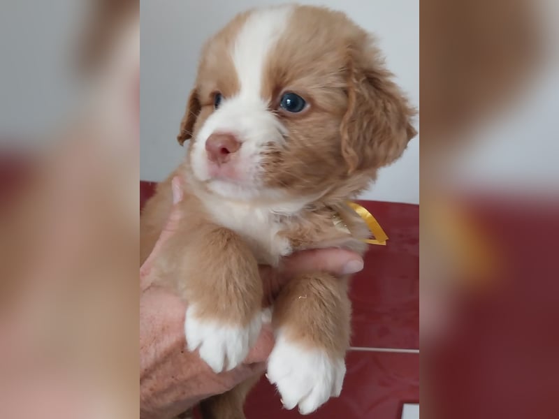 Welpen Nova Scotia Duck Tolling Retriever