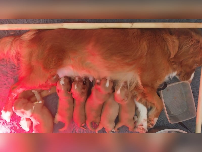 Nova Scotia Duck Tolling Retriever Welpen