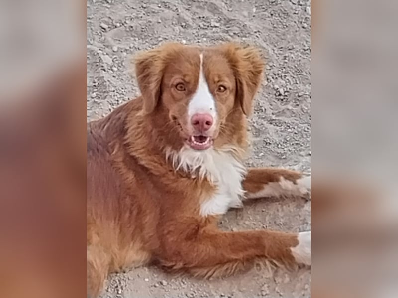 Nova Scotia Duck Tolling Retriever Welpen