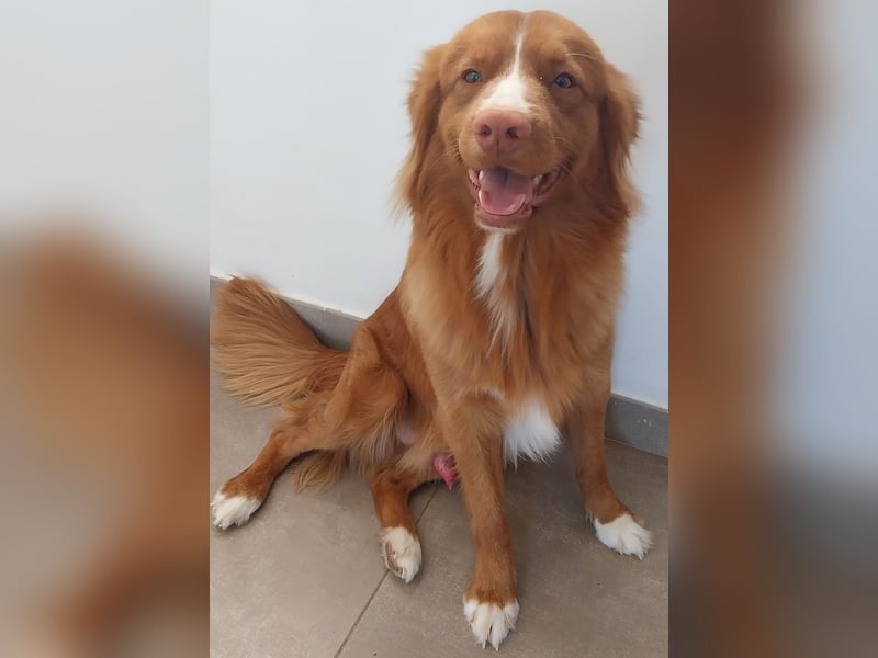 Sehr schone Nova Scotia Duck Tolling Retriever  Rude