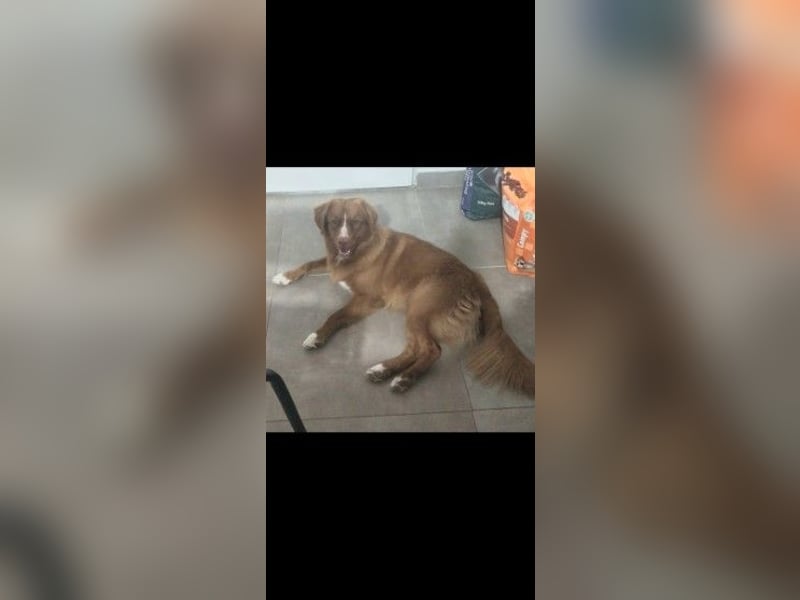 Letzter Tollerrude ( NSDTR)