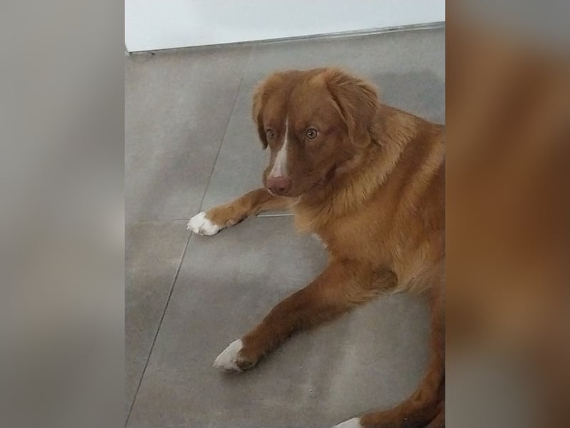 Nova Scotia Duck Tolling Retriever Welpen