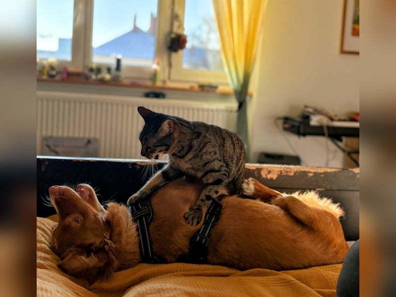 Suchen Hundesharing Partner für unsere einjährige Nova scotia Hündin