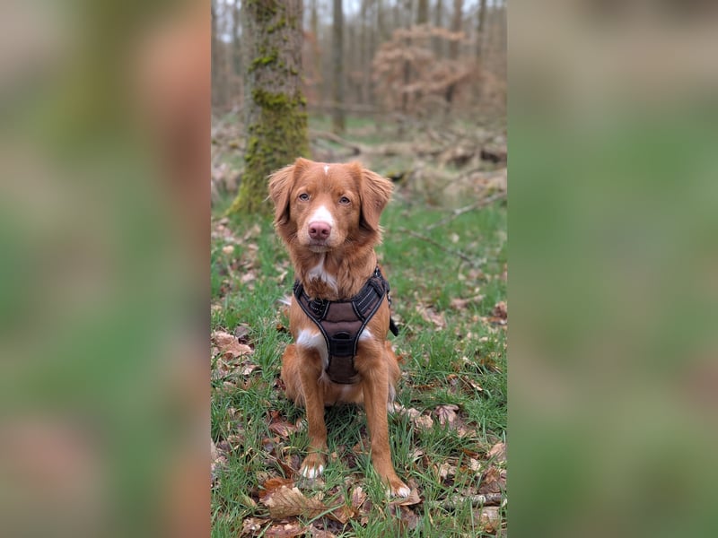 Suchen Hundesharing Partner für unsere einjährige Nova scotia Hündin