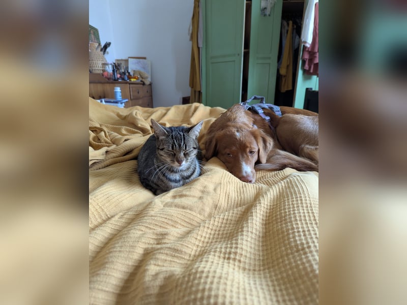 Suchen Hundesharing Partner für unsere einjährige Nova scotia Hündin